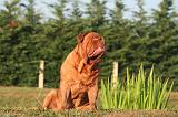 DOGUE DE BORDEAUX 369